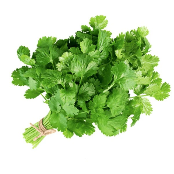 Green coriander ( ہرا دھنیا )